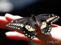 Hand with Black Swallowtail butterfly