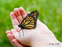 Monarch butterfly on child's hand
