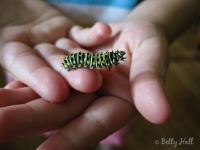 Small Black Swallowtail caterpillar
