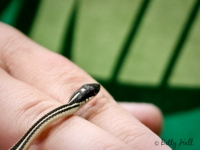 Small Ribbon snake