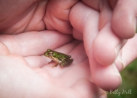 Tiny frog