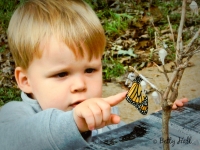 Young boy touching Monarch butterfly