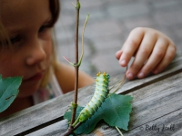 Young girl looking at Cecropia moth caterpillar