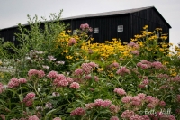 Monarch Waystation at Shaker Village