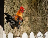 Rooster at Shaker Village