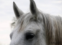 Shaker Village horse close-up