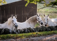 Three horses at Shaker Village