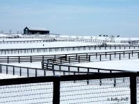 blue-grass-horse-farm-winter