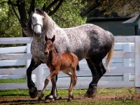 mare-and-foal