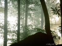natural-bridge-foggy-morn