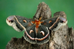 Moth life cycles