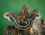 Cecropia moth
