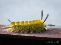 Banded tussock moth caterpillar