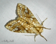 Banded tussock moth