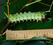 Cecropia moth caterpillar