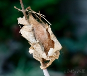 Cecropia moth cocoon