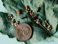 Cecropia moth eggs and small caterpillars