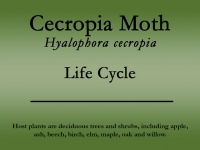 Cecropia moth title slide