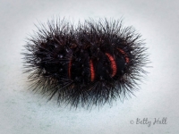 Giant leopard moth caterpillar