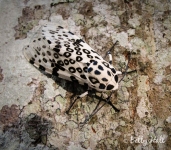 Giant leopard moth