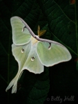Luna moth