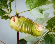 Polyphemus moth caterpillar