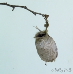 Polyphemus moth cocoon