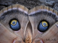 Polyphemus moth 'eyes'