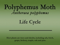 polyphemus-moth-title.jpg