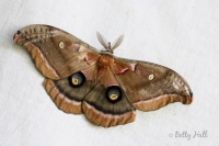 Polyphemus moth