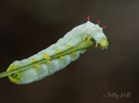 Promethea moth caterpillar