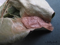 Promethea moth cocoon