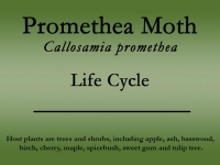 promethea-moth-title.jpg
