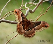 Promethea moth