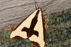 Moths