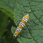 Ailanthus Webworm moth