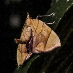 Lesser Grapevine Looper moth