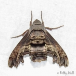 Abbotts Sphinx moth