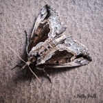 Baltimore Moth