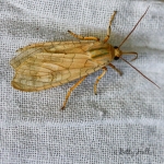 Banded Tussock Moth