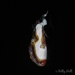 Beautiful Wood Nymph moth