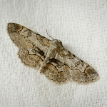 Bent-line Gray moth