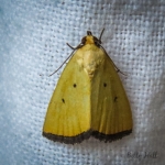 Black-bordered Lemon moth