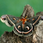 Cecropia Moth