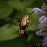 Clearwing moth