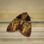 Clouded Underwing moth