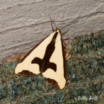 Clymene Moth