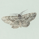 Common Gray moth