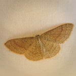 Common Tan Wave moth