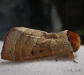 Contracted Datana moth